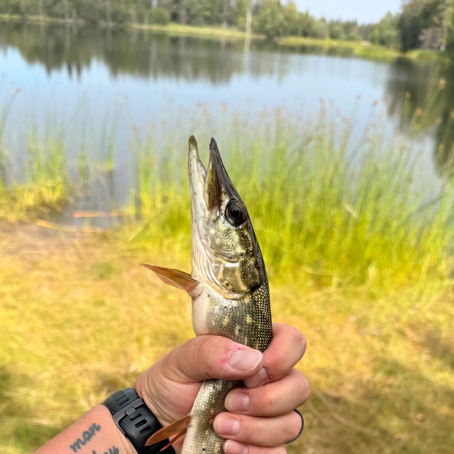 catch