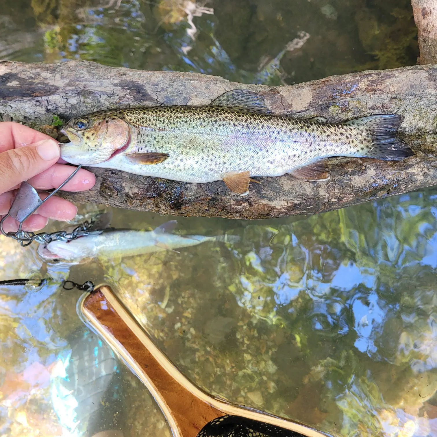 Rainbow trout caught on Fishbrain