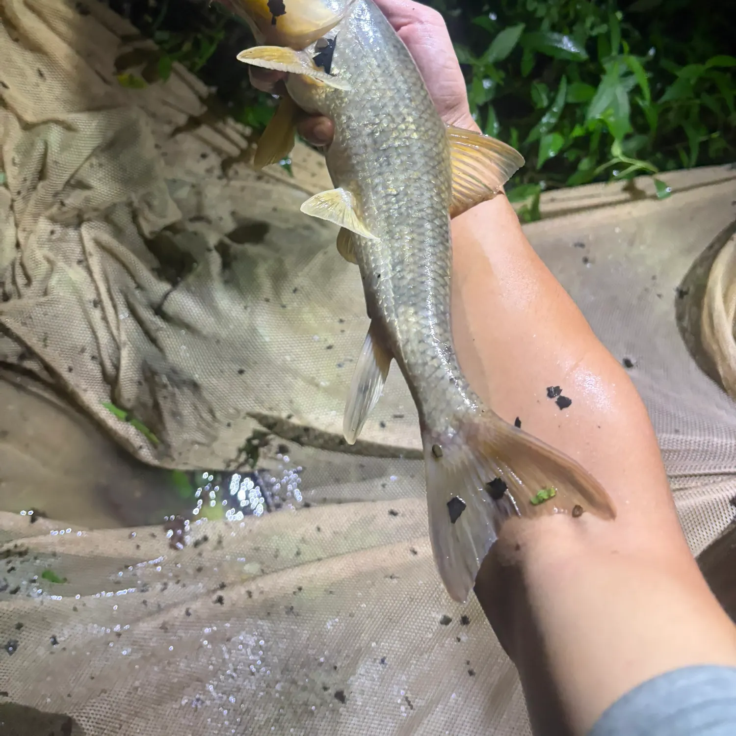 The most recent Northern hogsucker catches on Fishbrain