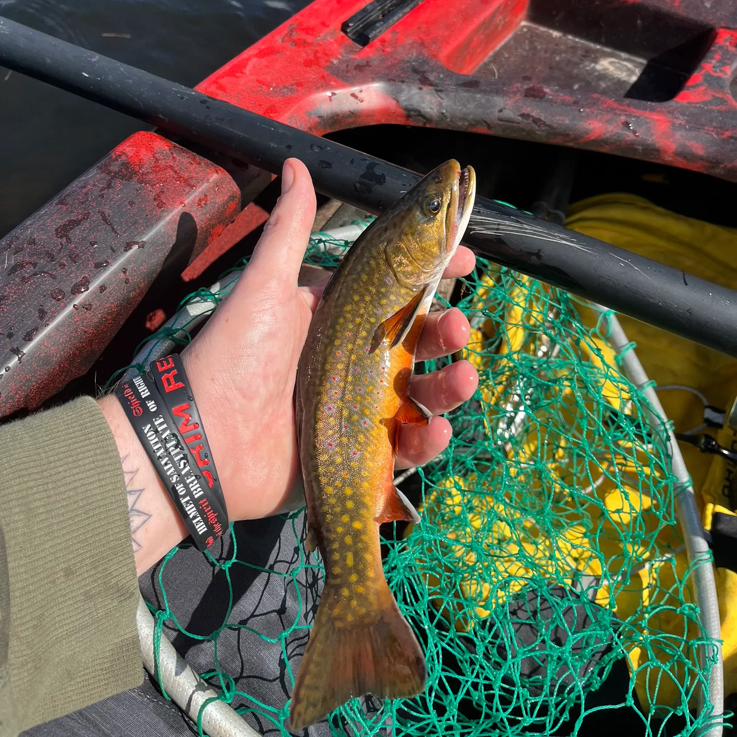 Brook trout caught on Fishbrain