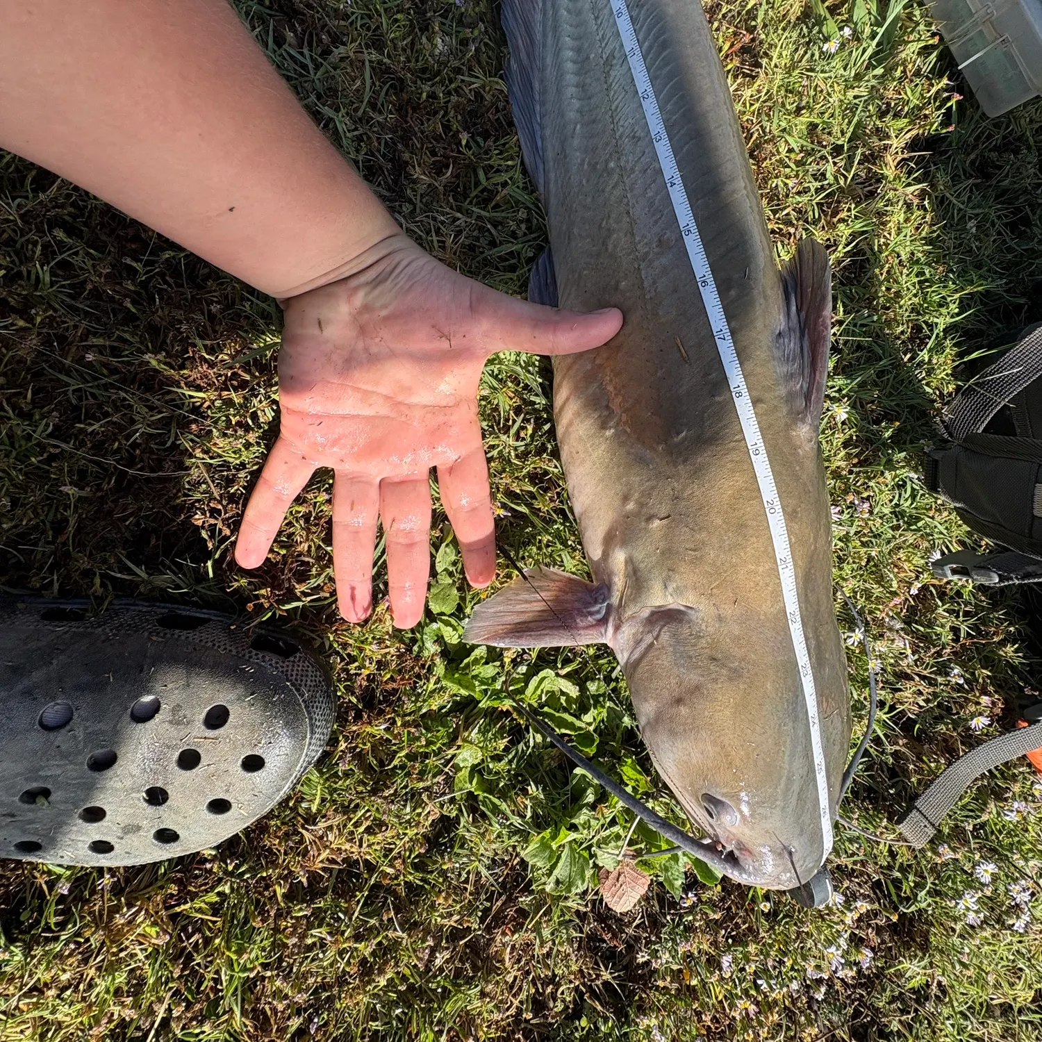 Channel catfish caught on Fishbrain