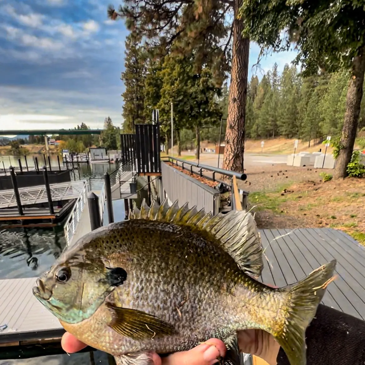 Bluegill caught on Fishbrain