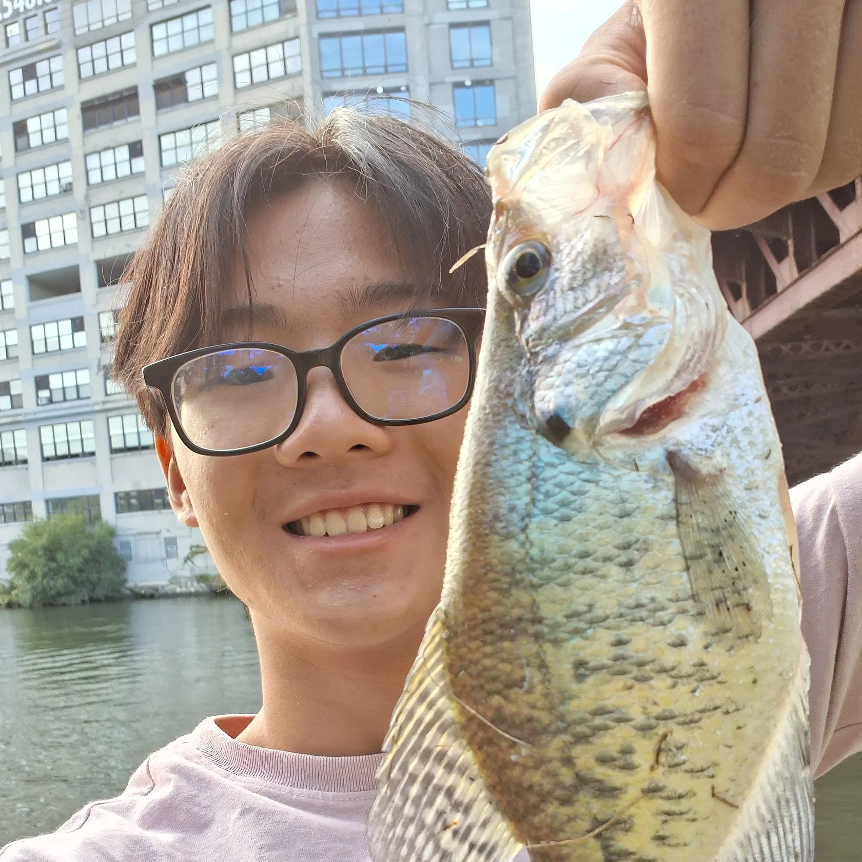 White crappie caught on Fishbrain