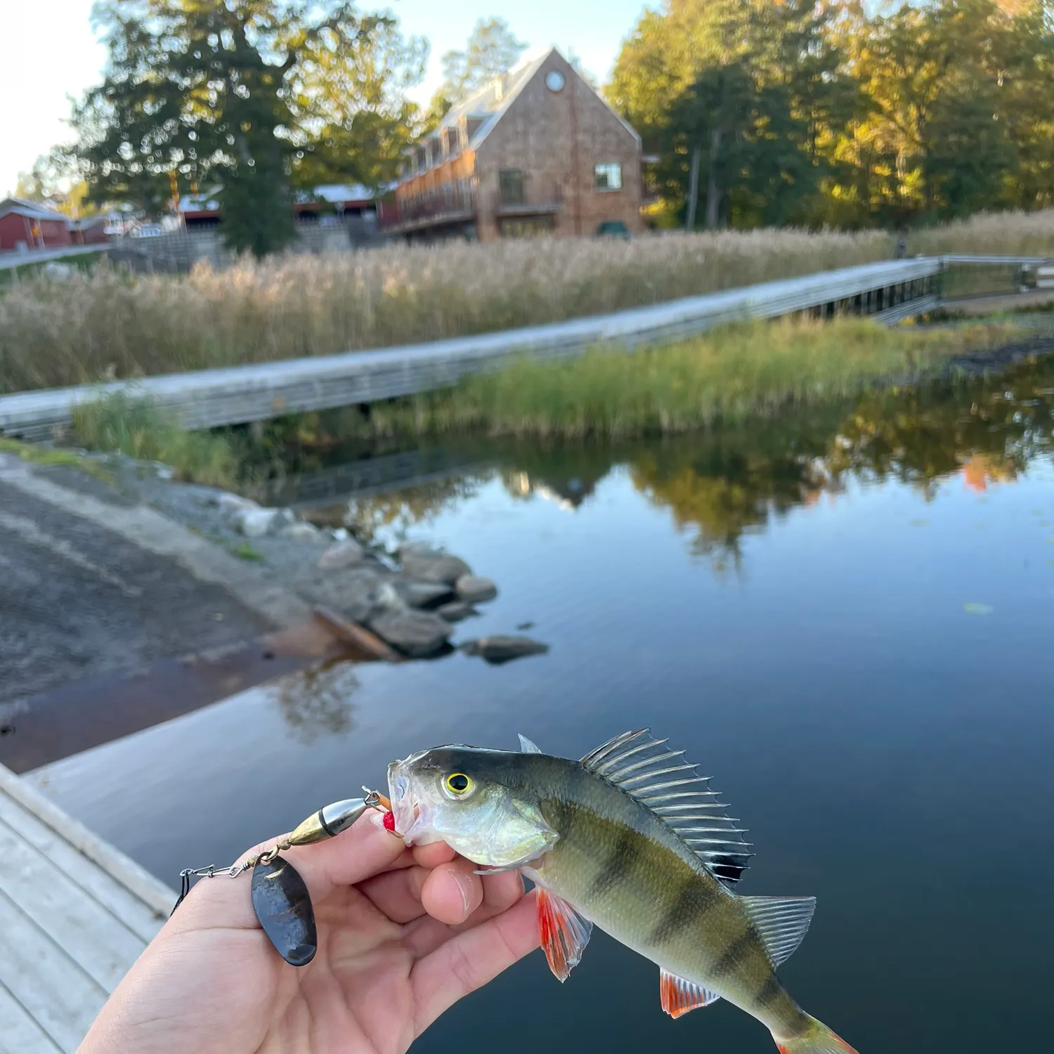 European perch caught on Fishbrain