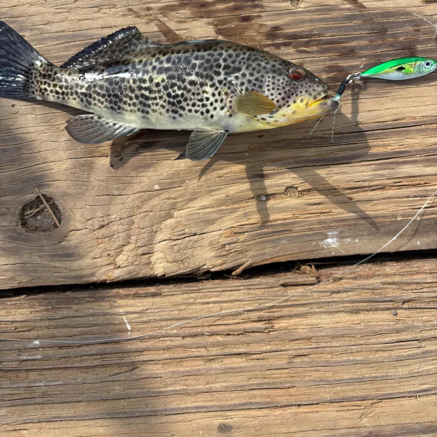 Spotted sand bass caught on Fishbrain