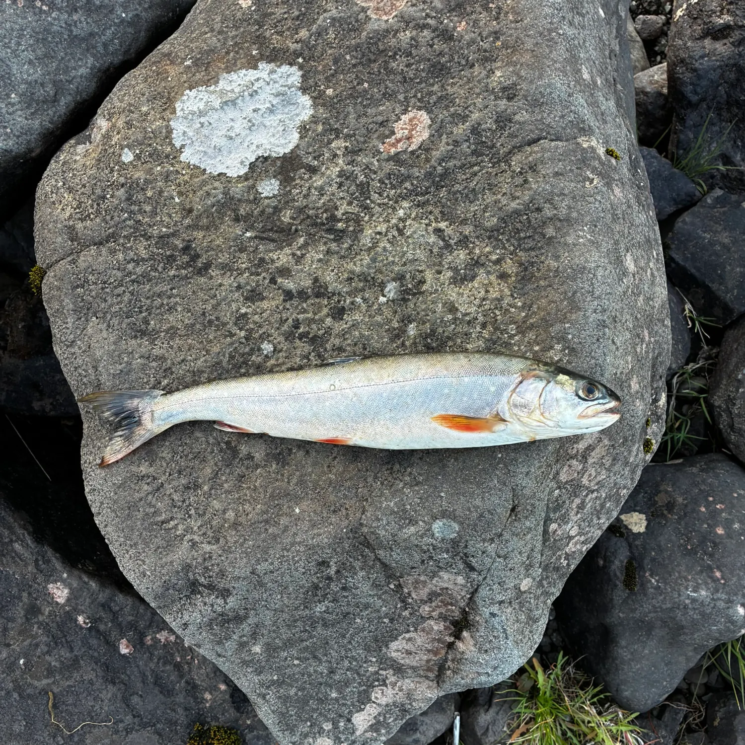 Bull trout caught on Fishbrain