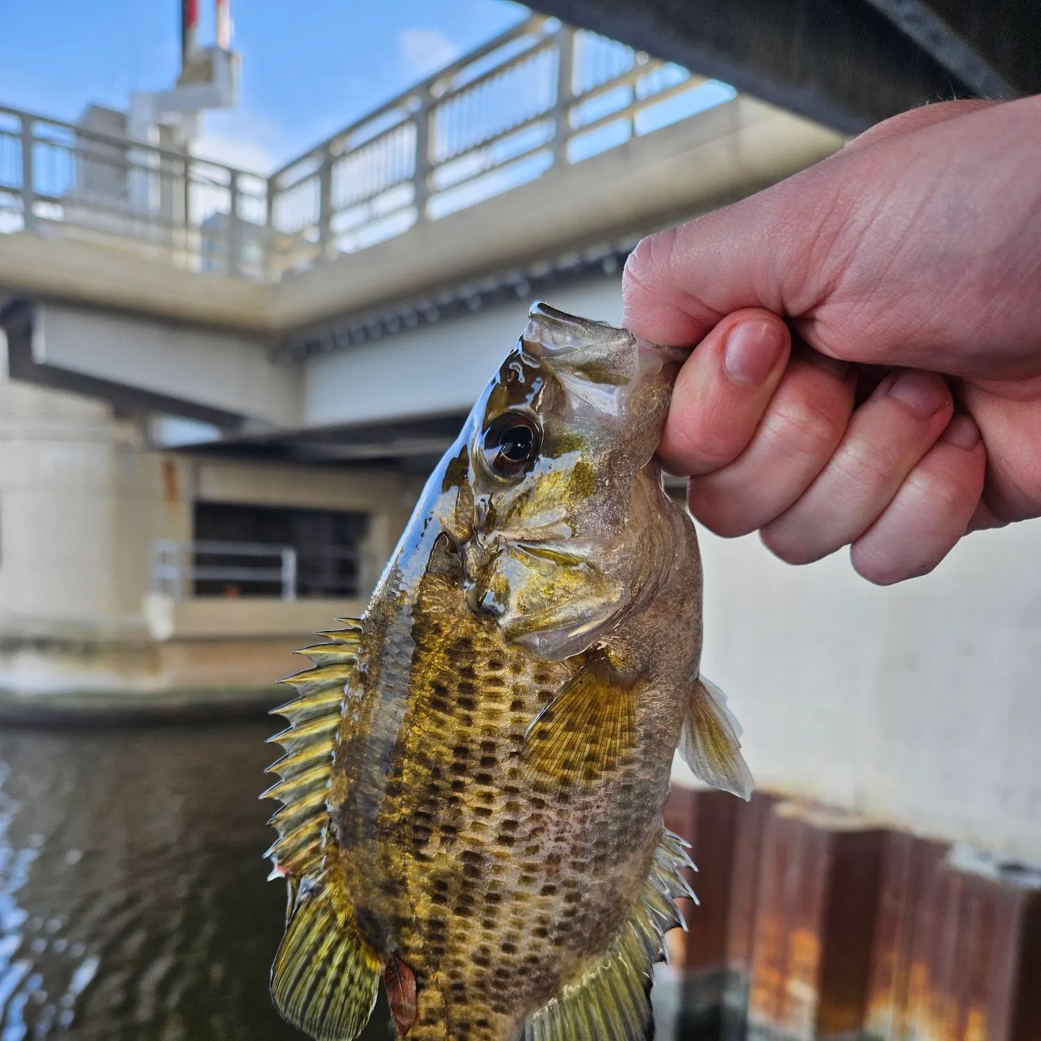 Rock bass caught on Fishbrain
