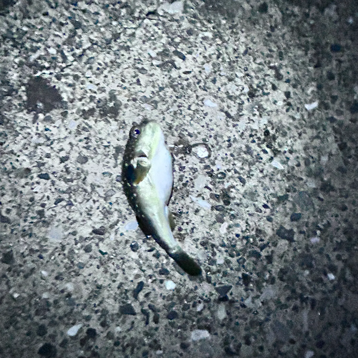 The most recent Japanese pufferfish catches on Fishbrain