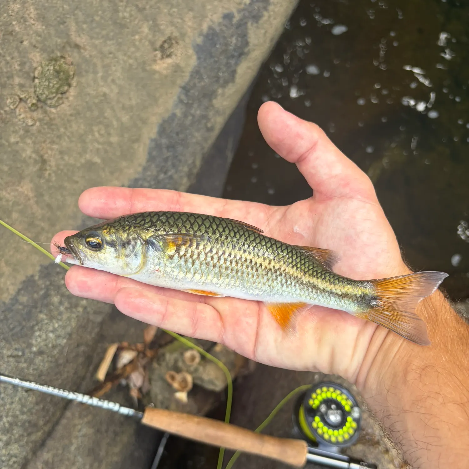The most recent Mountain mullet catches on Fishbrain