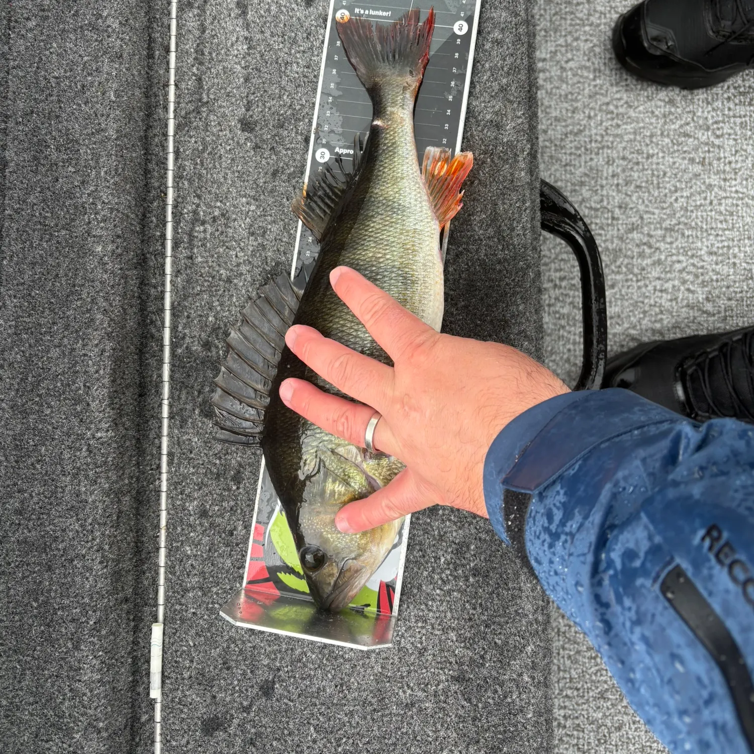 European perch caught on Fishbrain
