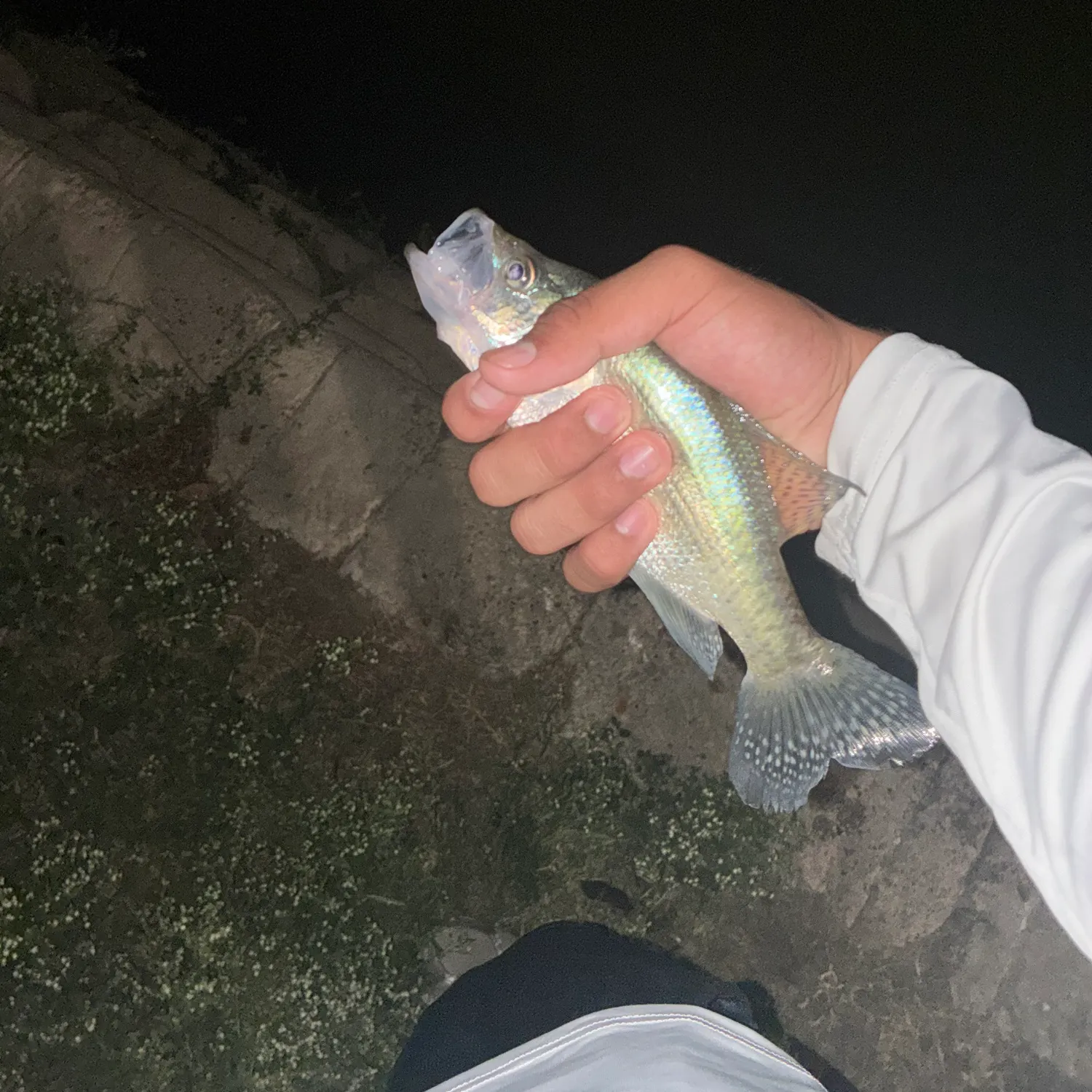 White bass caught on Fishbrain