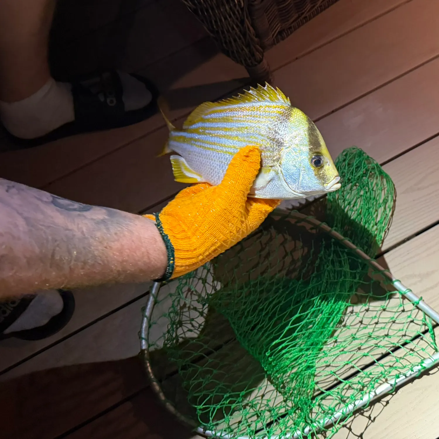 recently logged catches