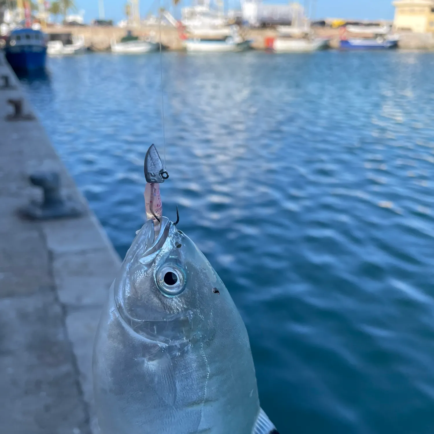 The most recent Derbio pompano catches on Fishbrain