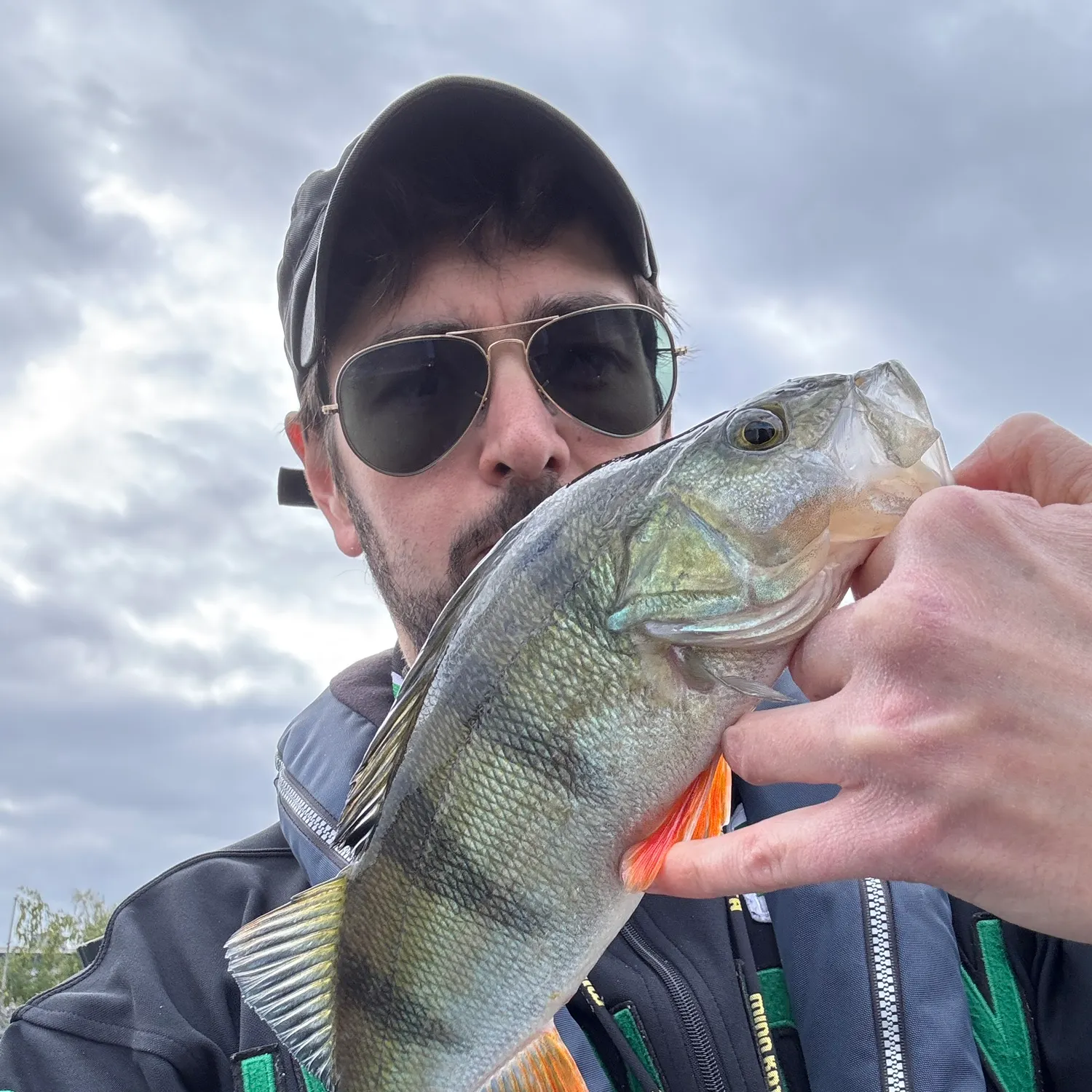 European perch caught on Fishbrain