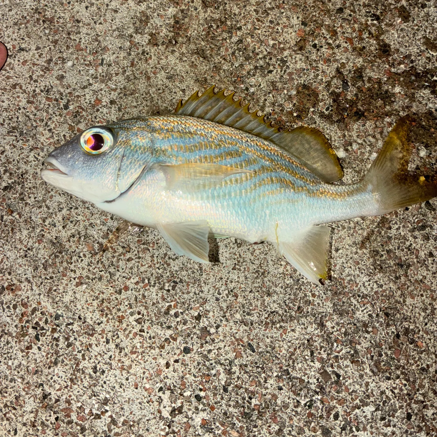 The most recent French grunt catches on Fishbrain