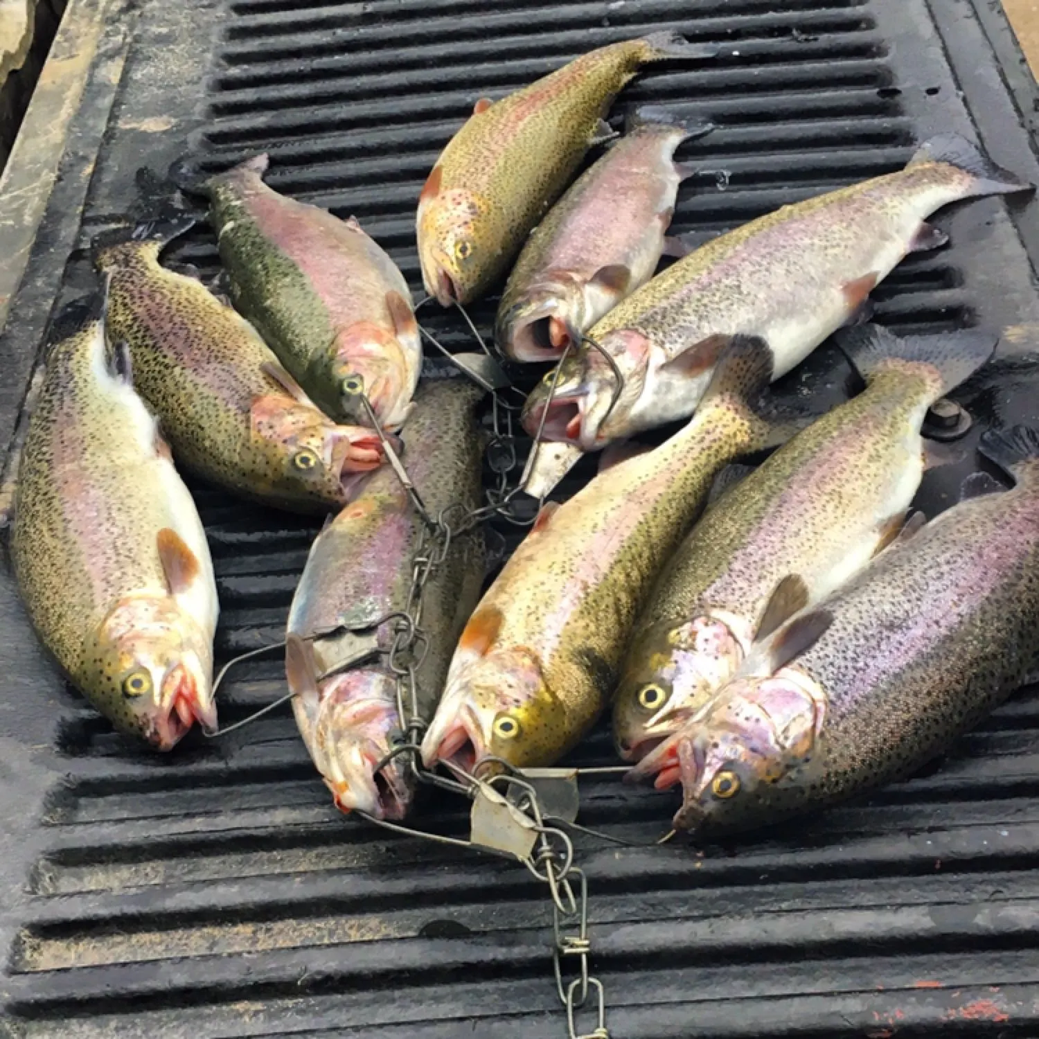 recently logged catches