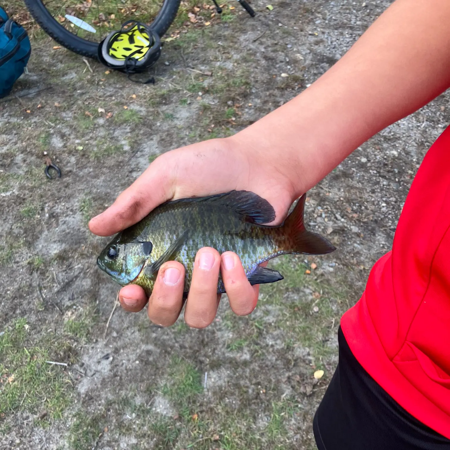 Bluegill caught on Fishbrain