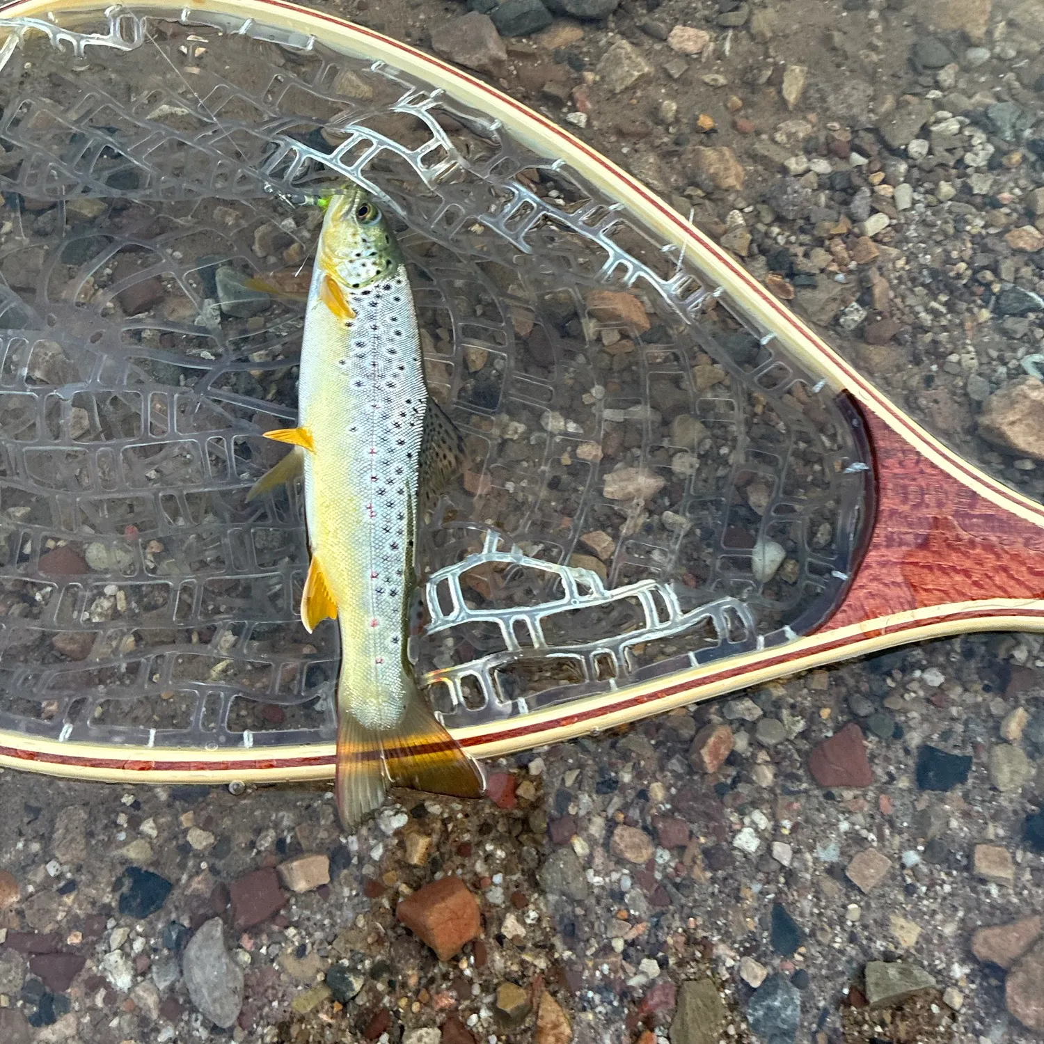 Fish caught on Fishbrain