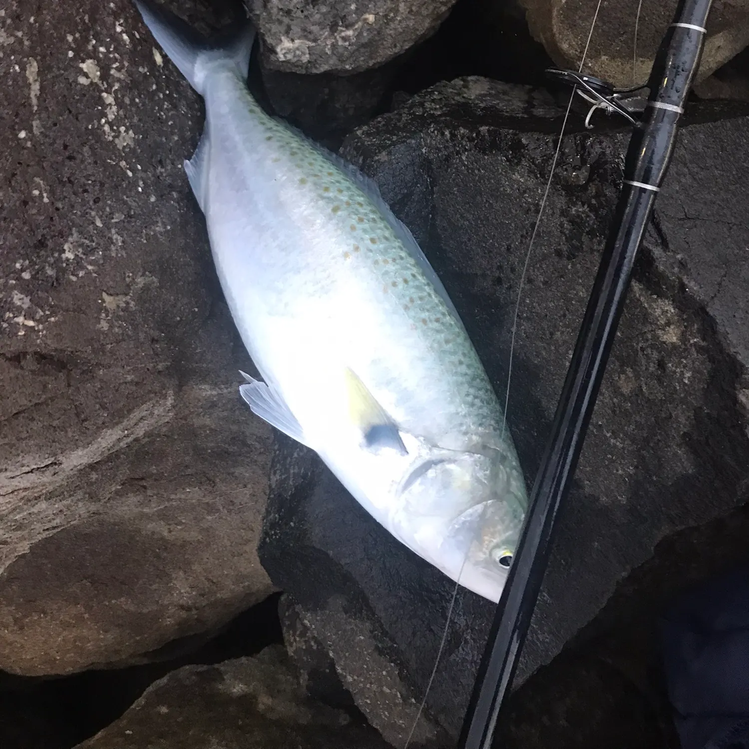 The most recent Eastern Australian salmon catches on Fishbrain