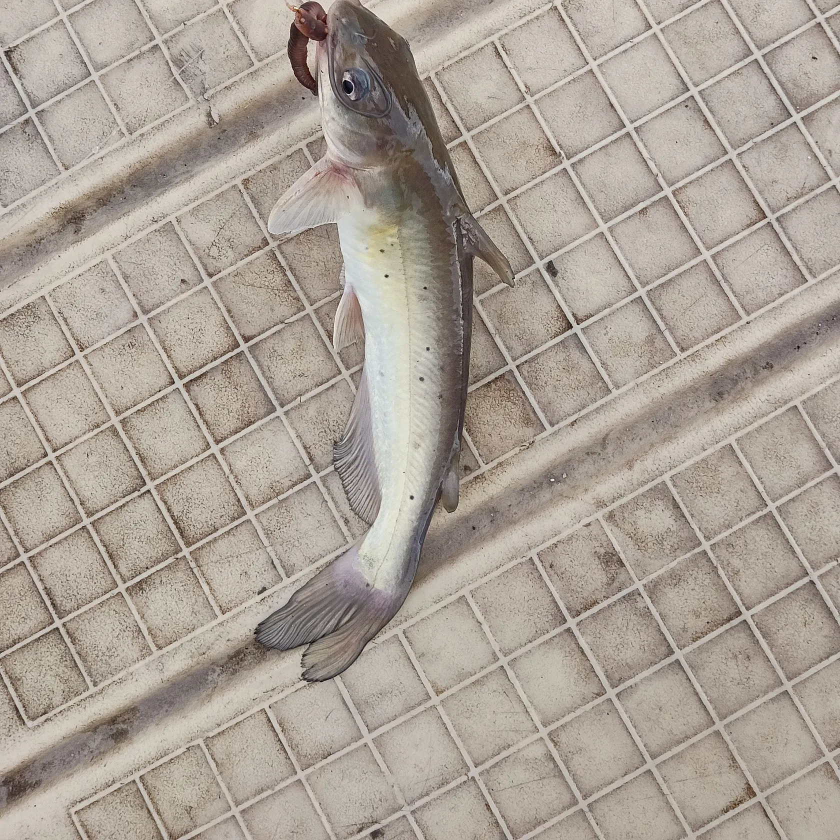 Channel catfish caught on Fishbrain