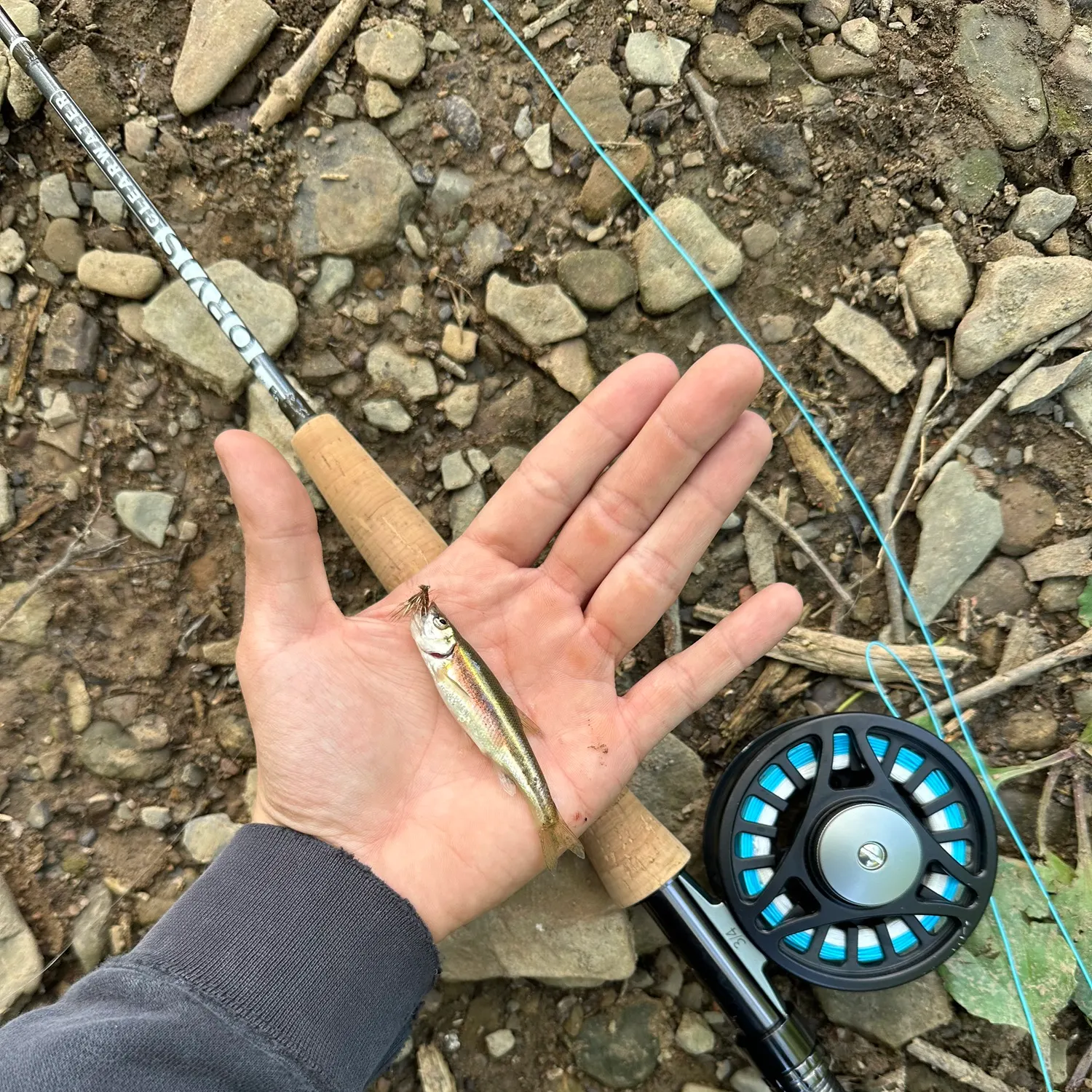 The most popular recent Redside dace catch on Fishbrain
