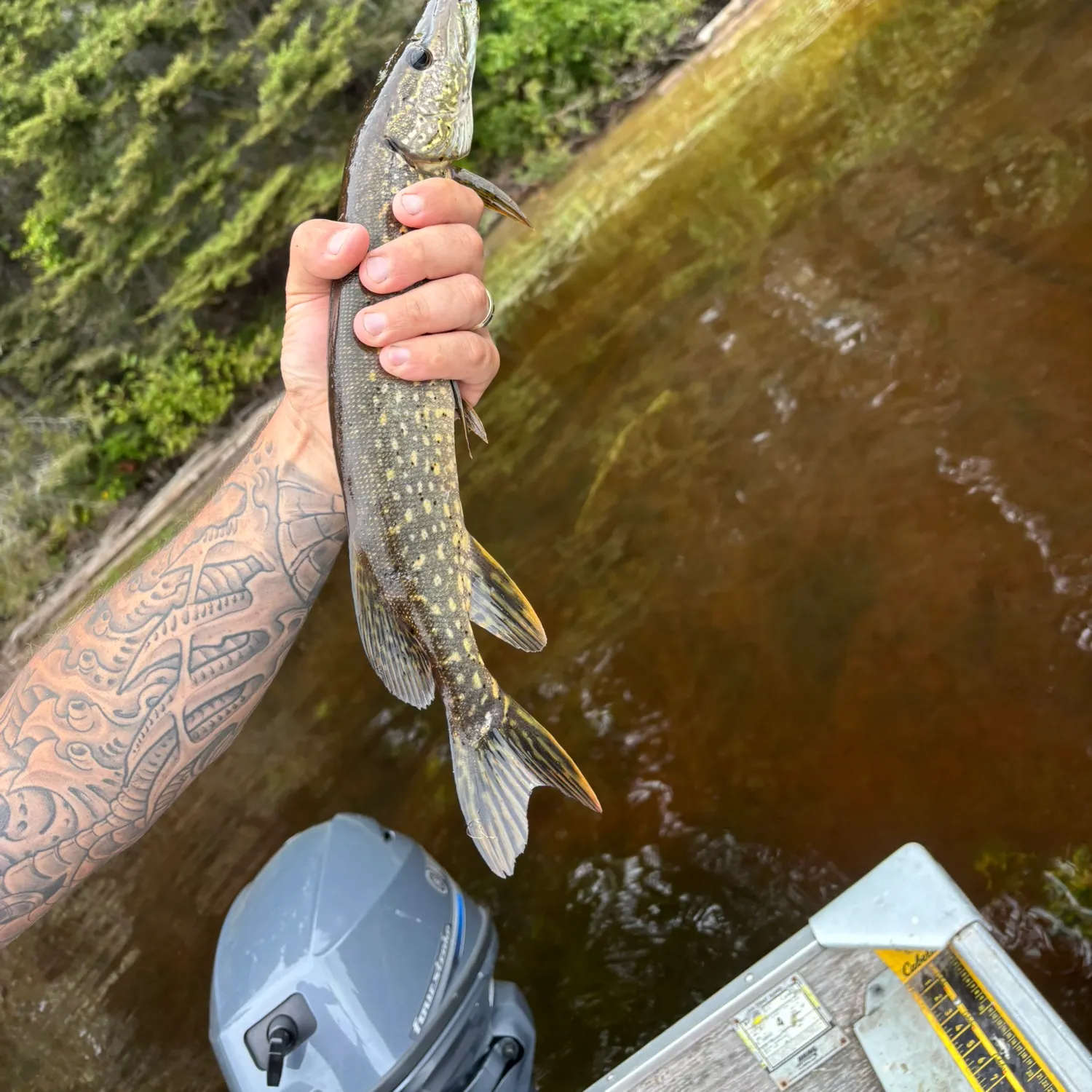 Northern pike caught on Fishbrain