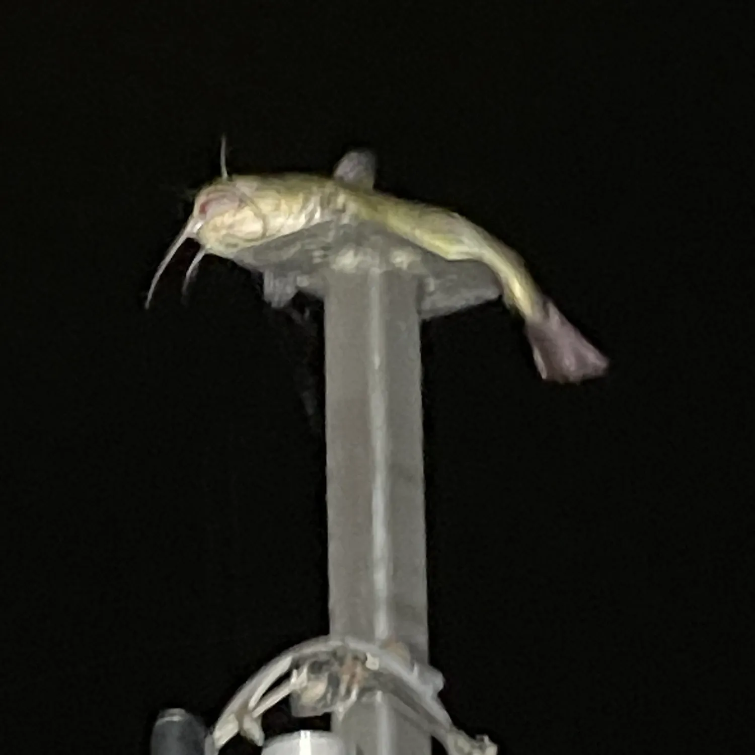 most liked catch image