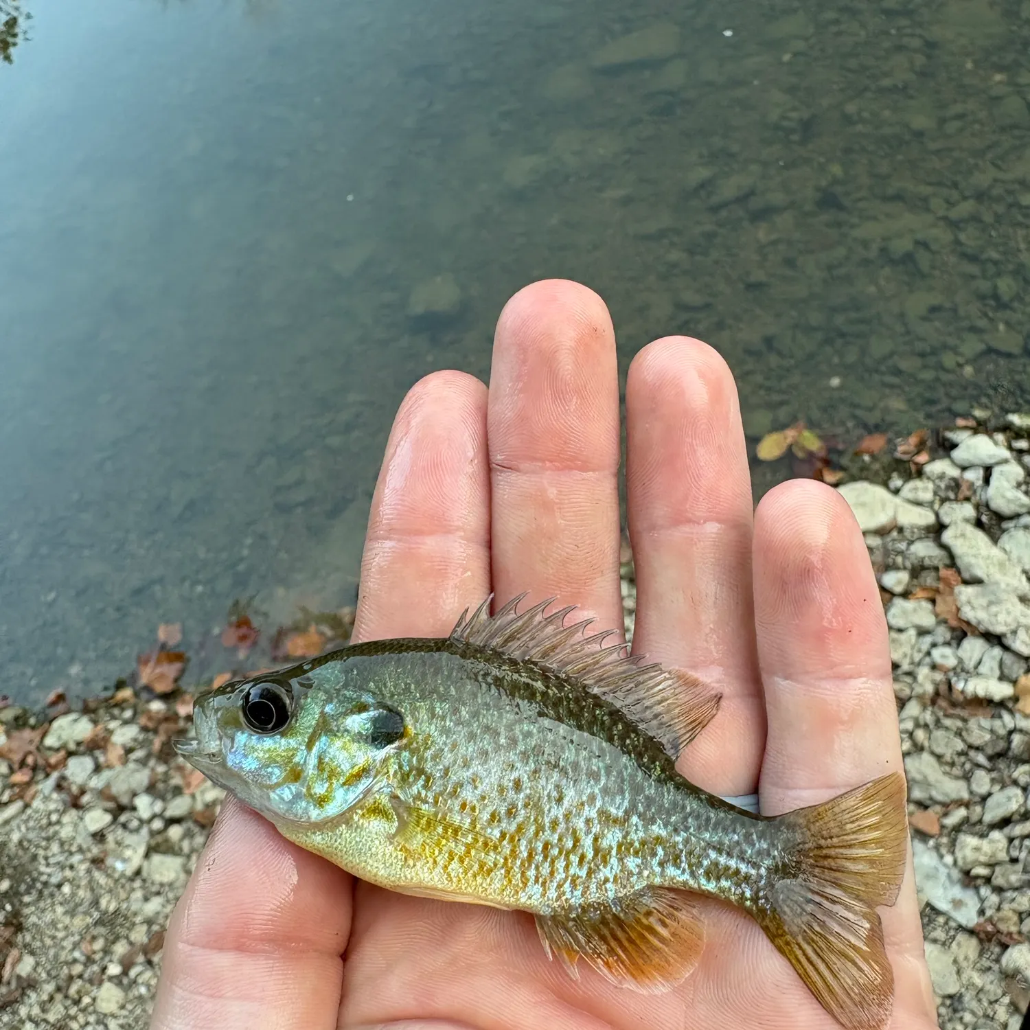 Green sunfish caught on Fishbrain