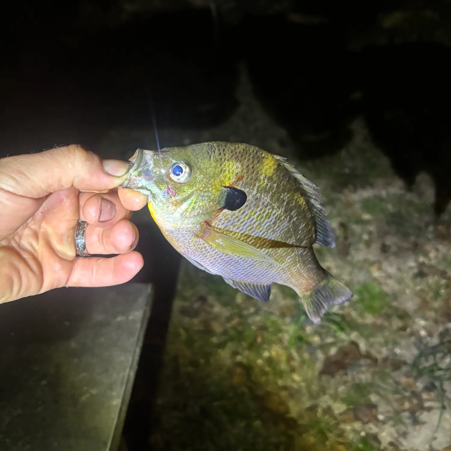 Bluegill caught on Fishbrain