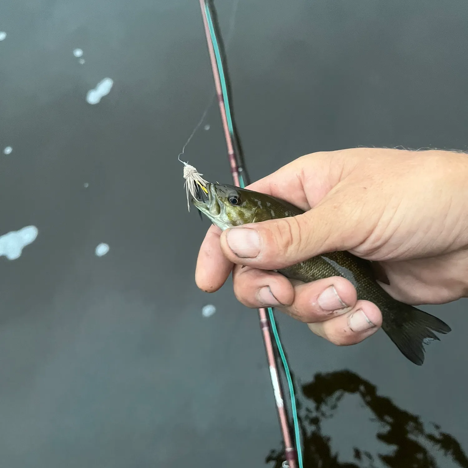 Smallmouth bass caught on Fishbrain