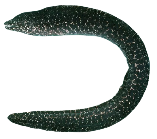 Paintspotted moray