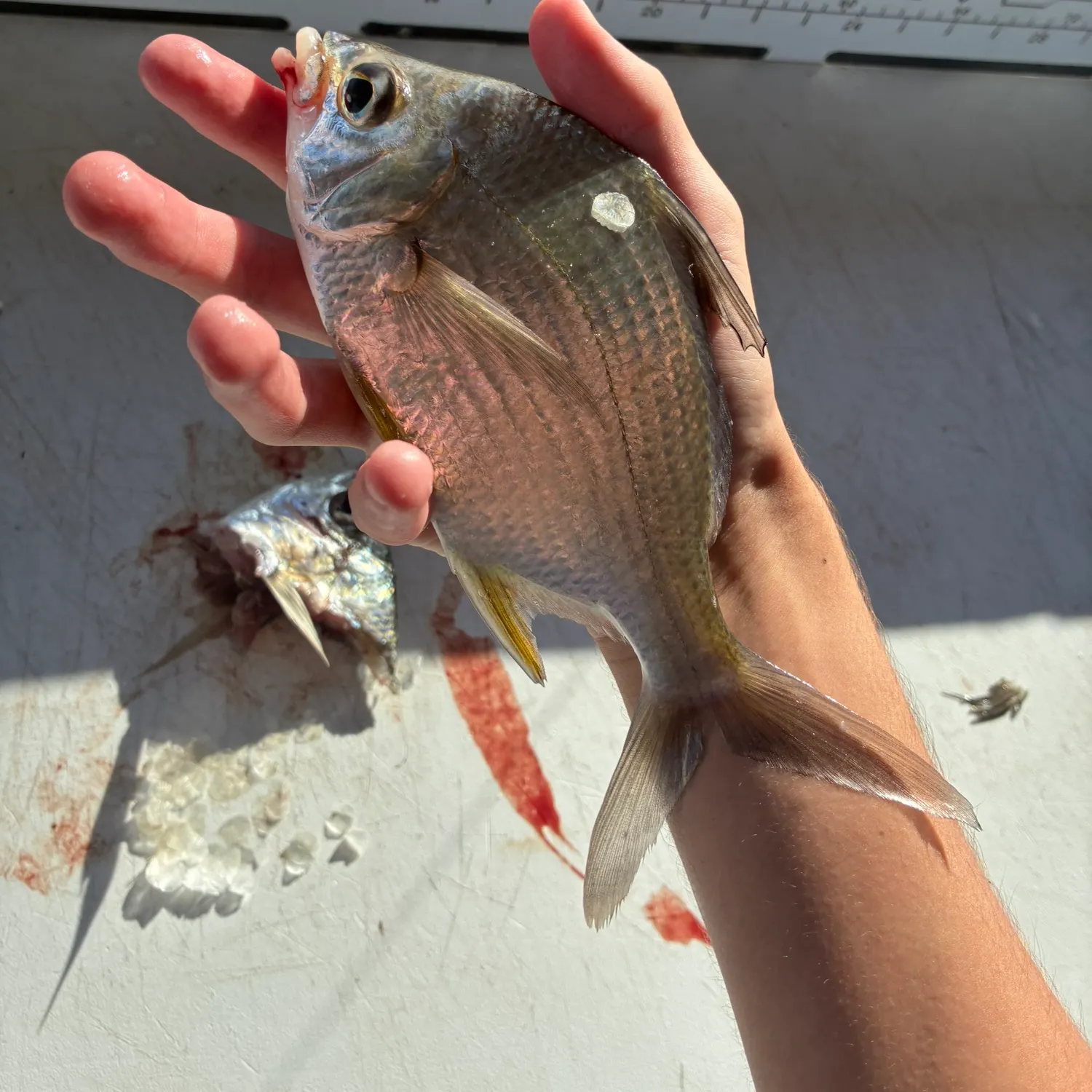 The most recent Irish mojarra catches on Fishbrain