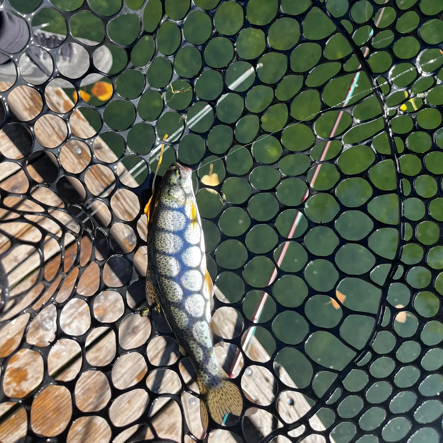 Rainbow trout caught on Fishbrain