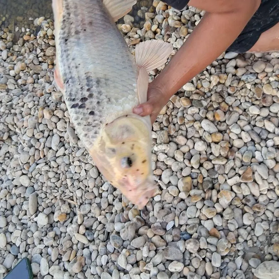 Fish caught on Fishbrain