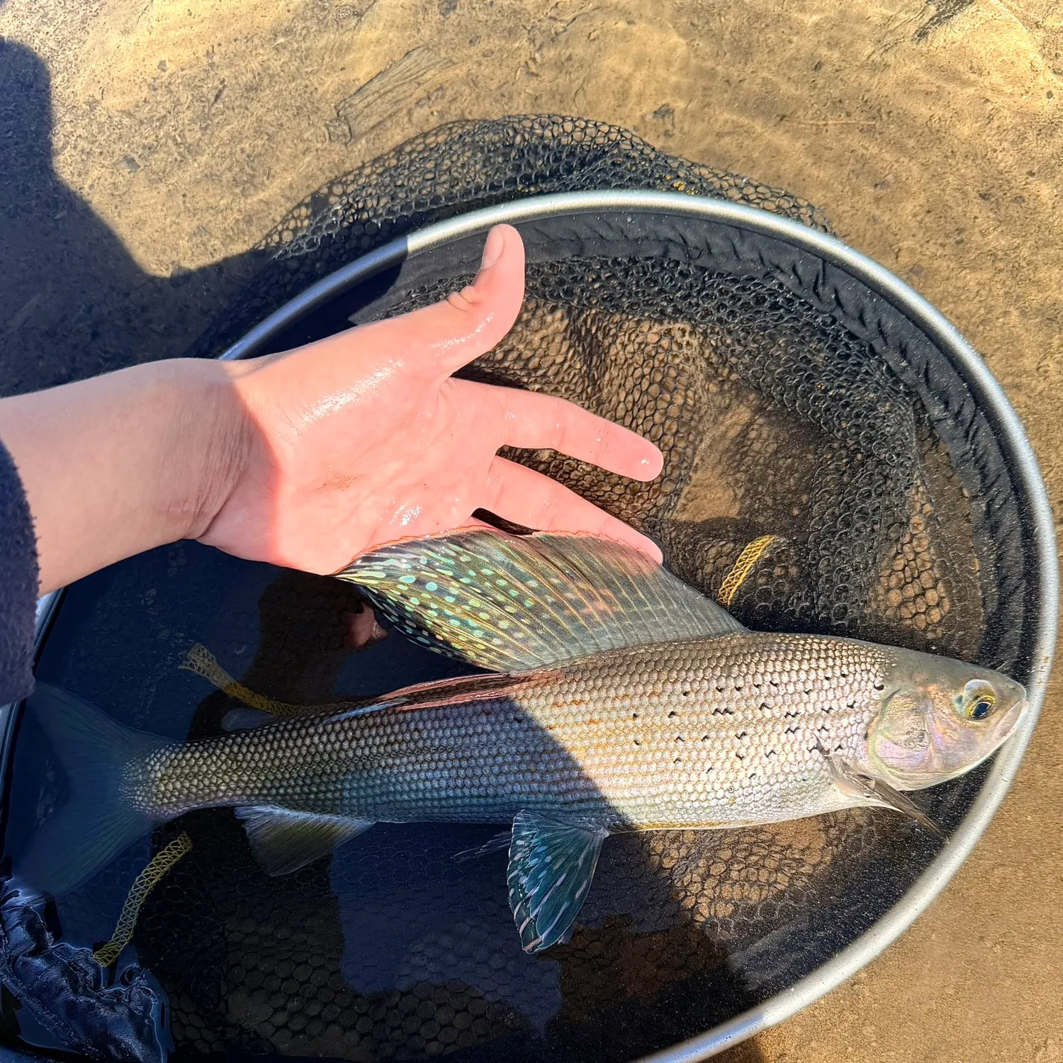 Arctic grayling caught on Fishbrain