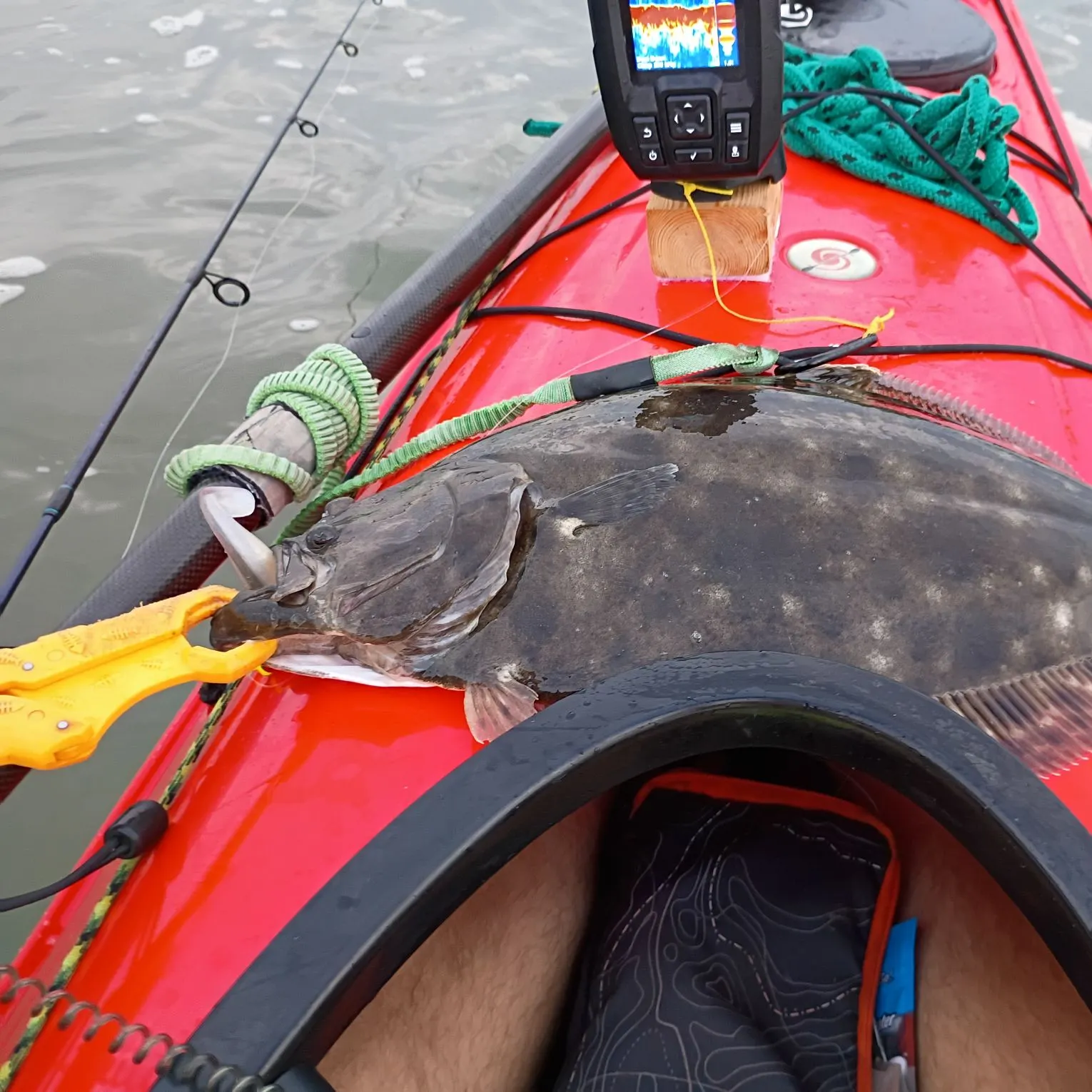 Summer flounder caught on Fishbrain