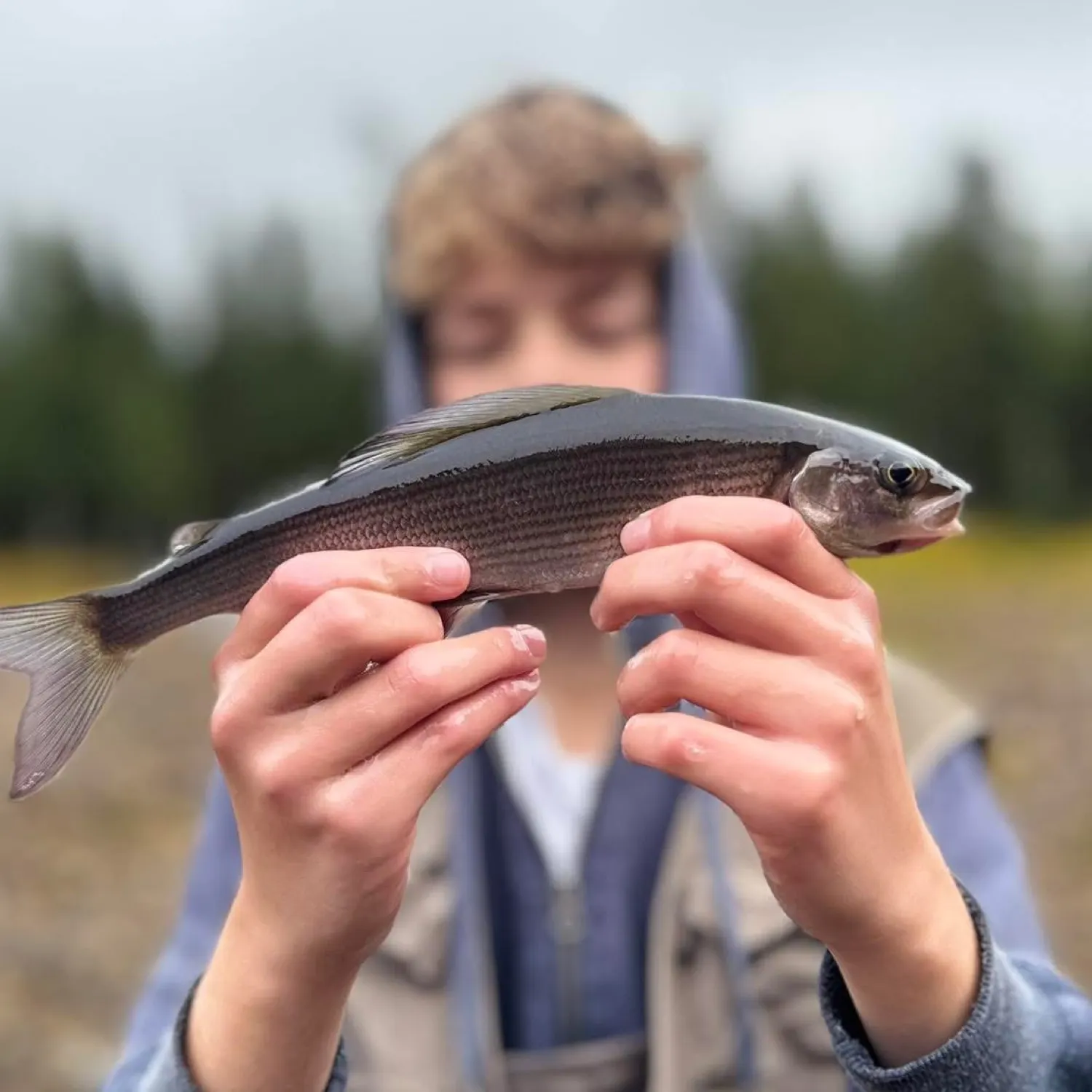 The most recent European grayling catches on Fishbrain