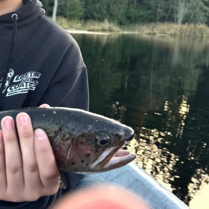 Rainbow trout caught on Fishbrain