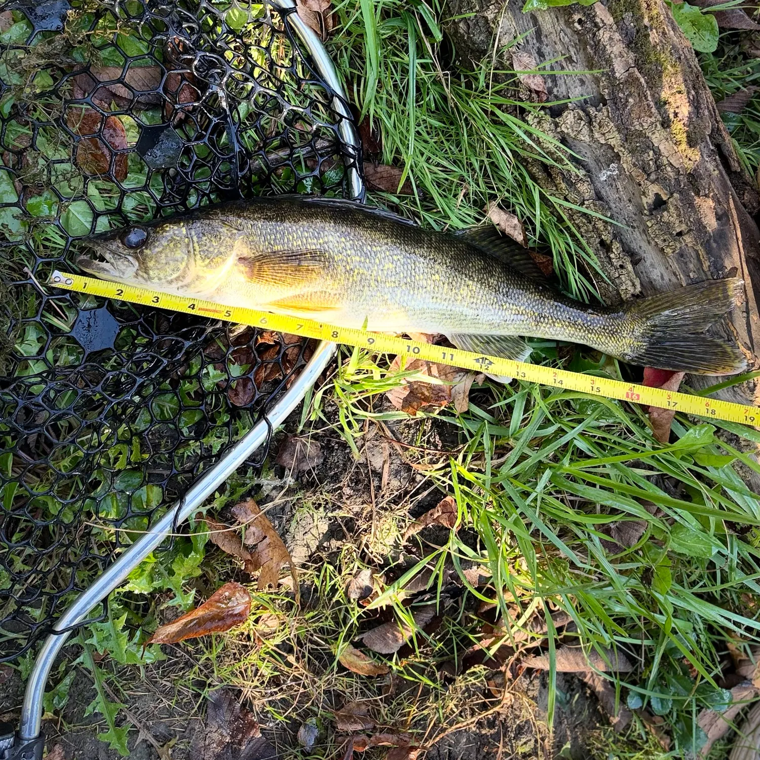 Walleye caught on Fishbrain