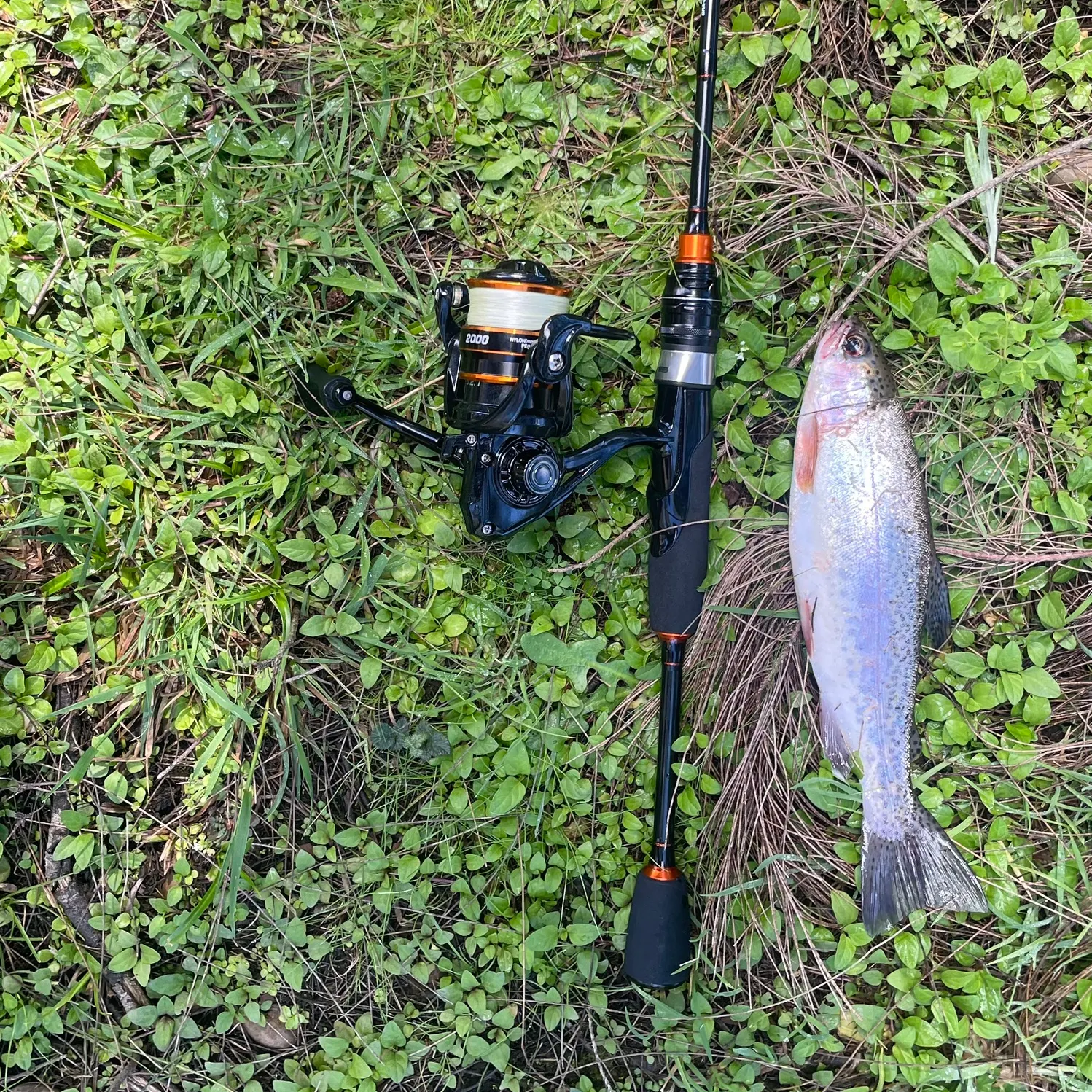 Rainbow trout caught on Fishbrain