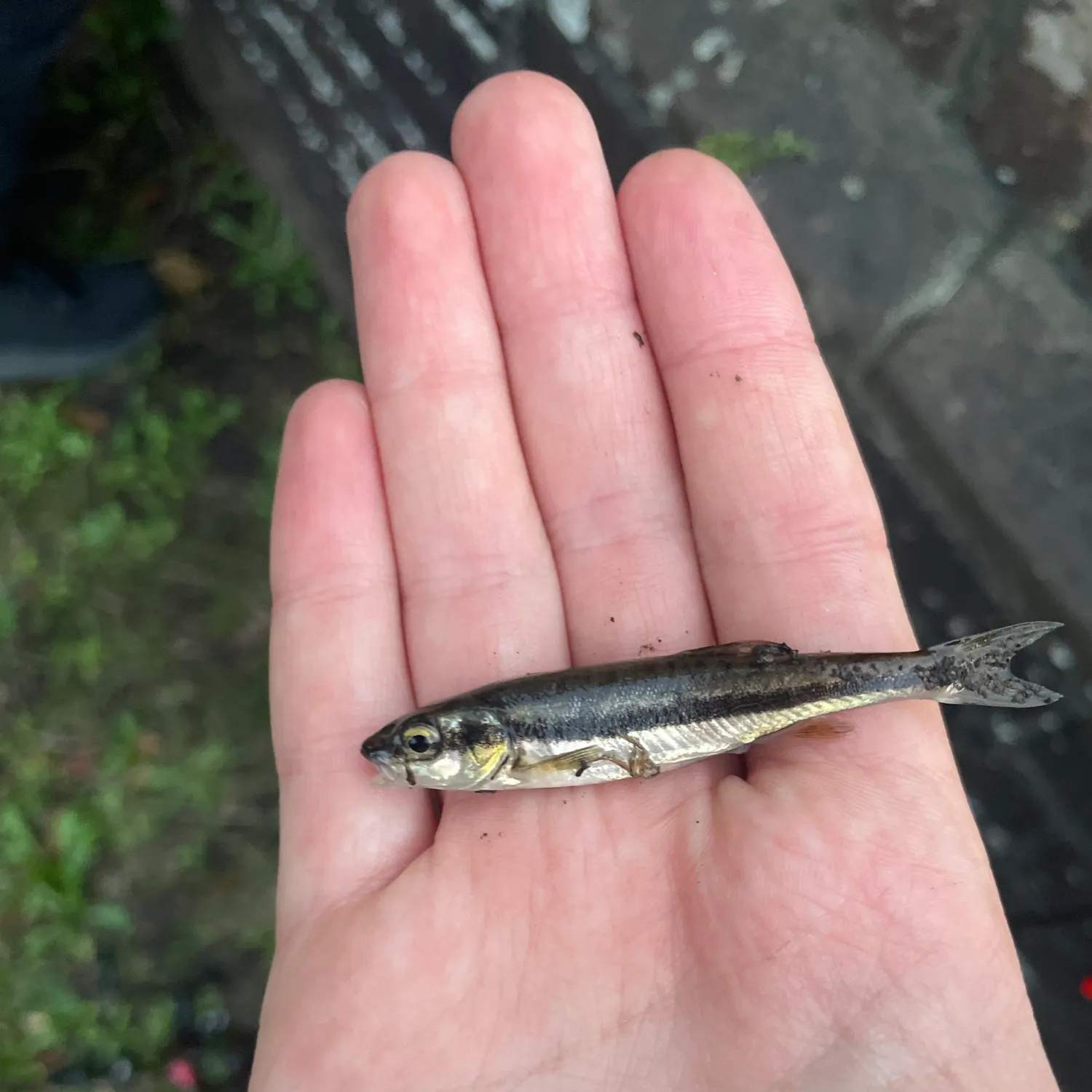 Fish caught on Fishbrain