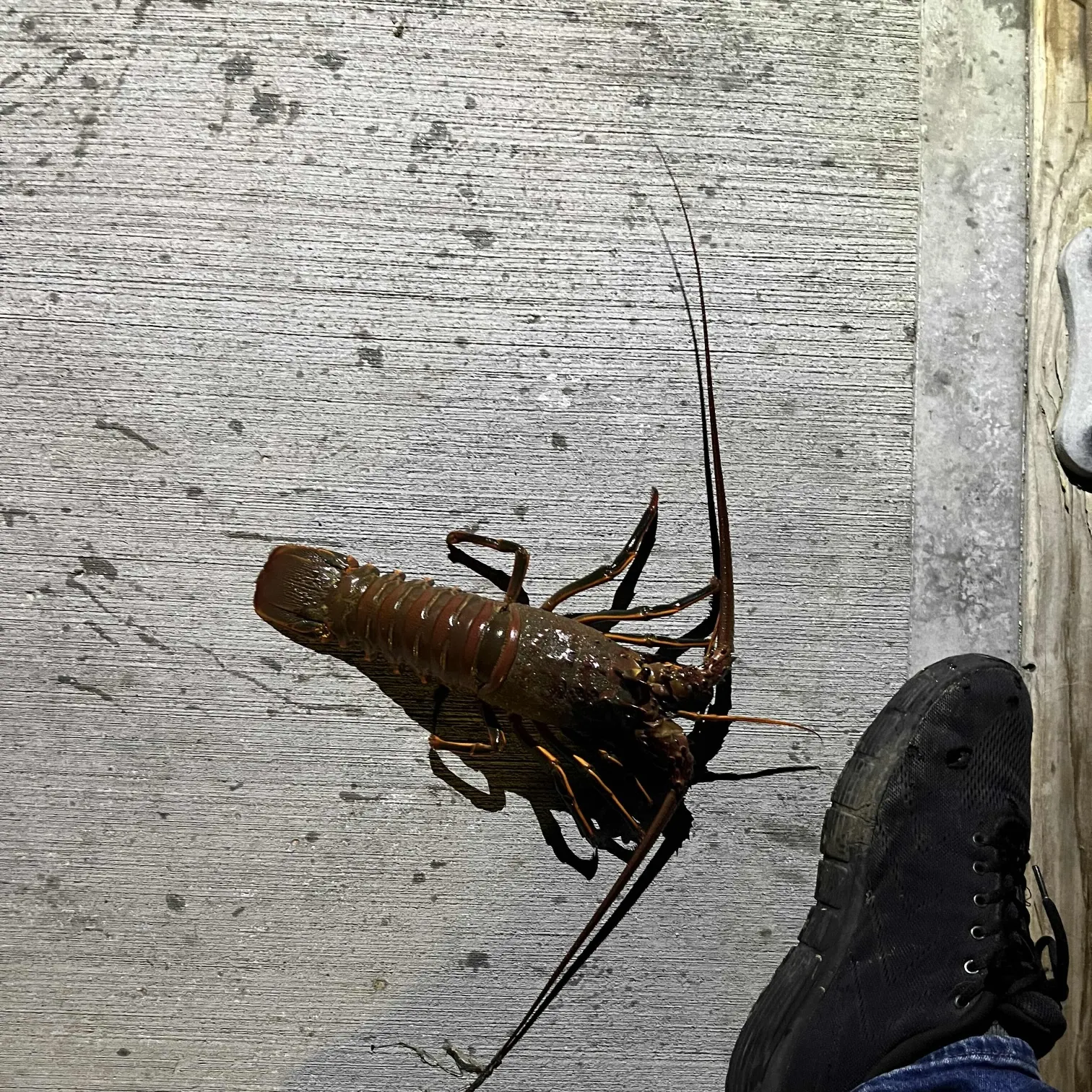 The most recent California spiny lobster catches on Fishbrain