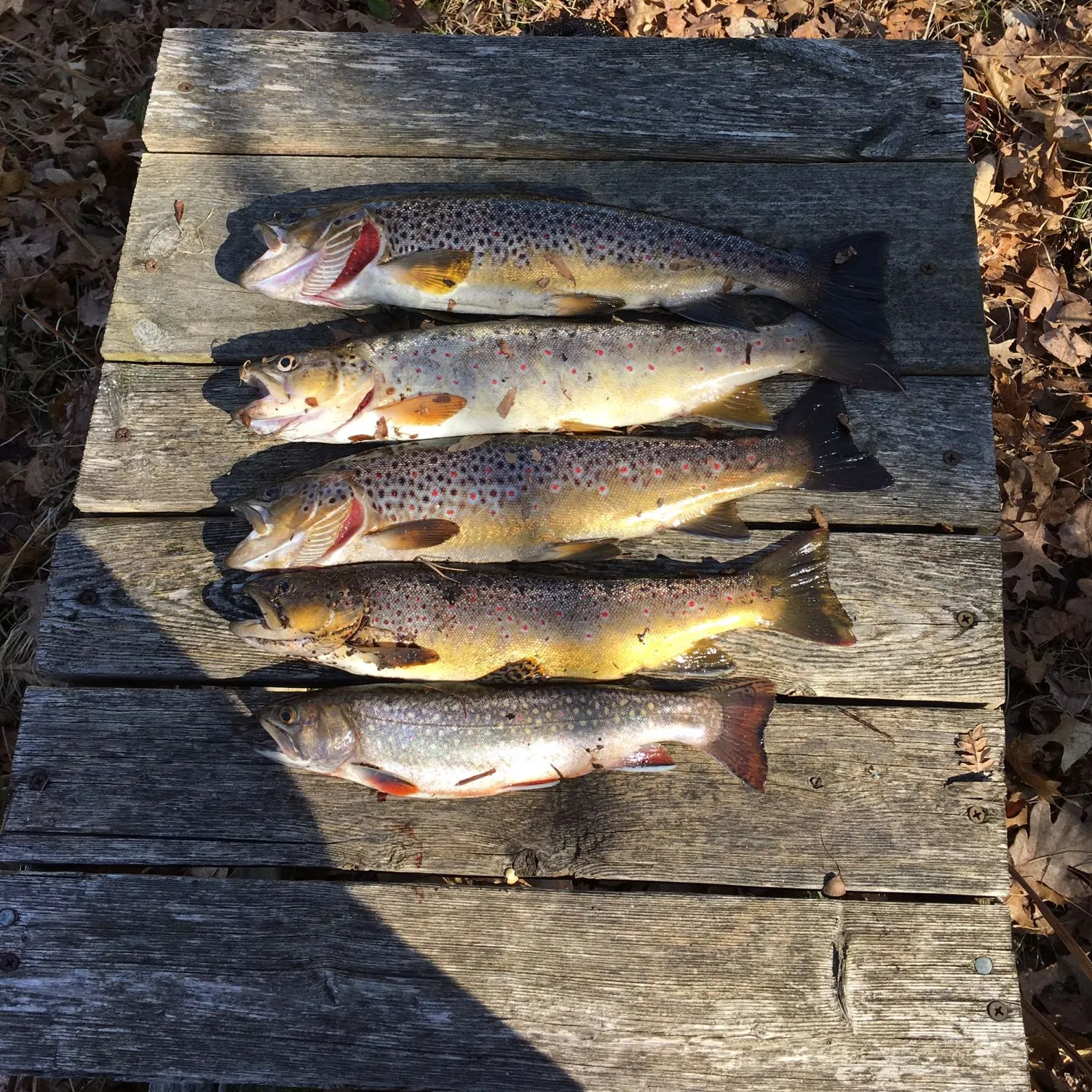 recently logged catches