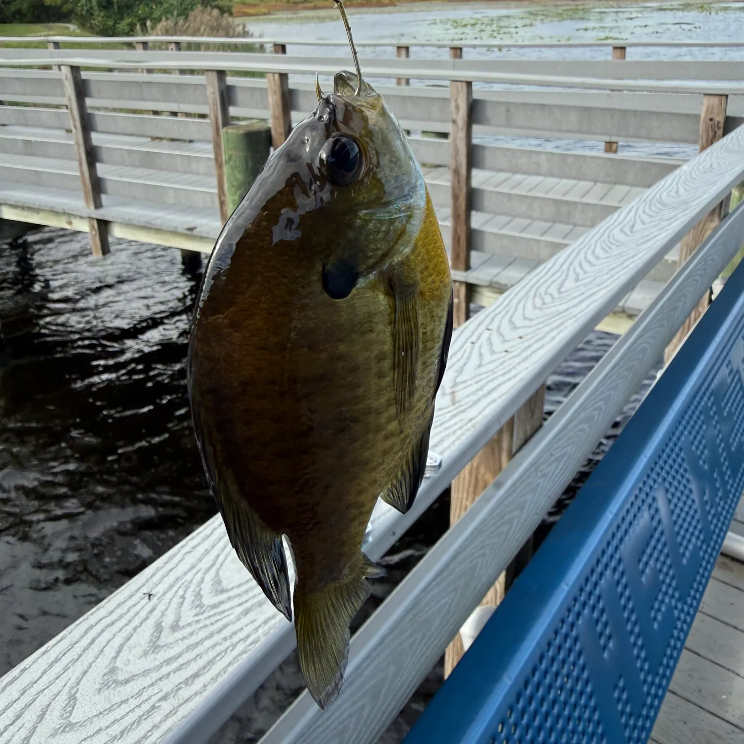 Bluegill caught on Fishbrain