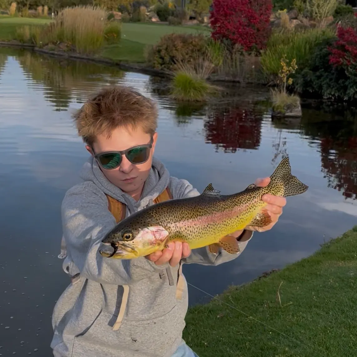 Rainbow trout caught on Fishbrain