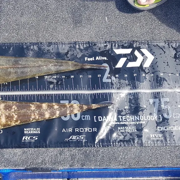 Dusky flathead caught on Fishbrain