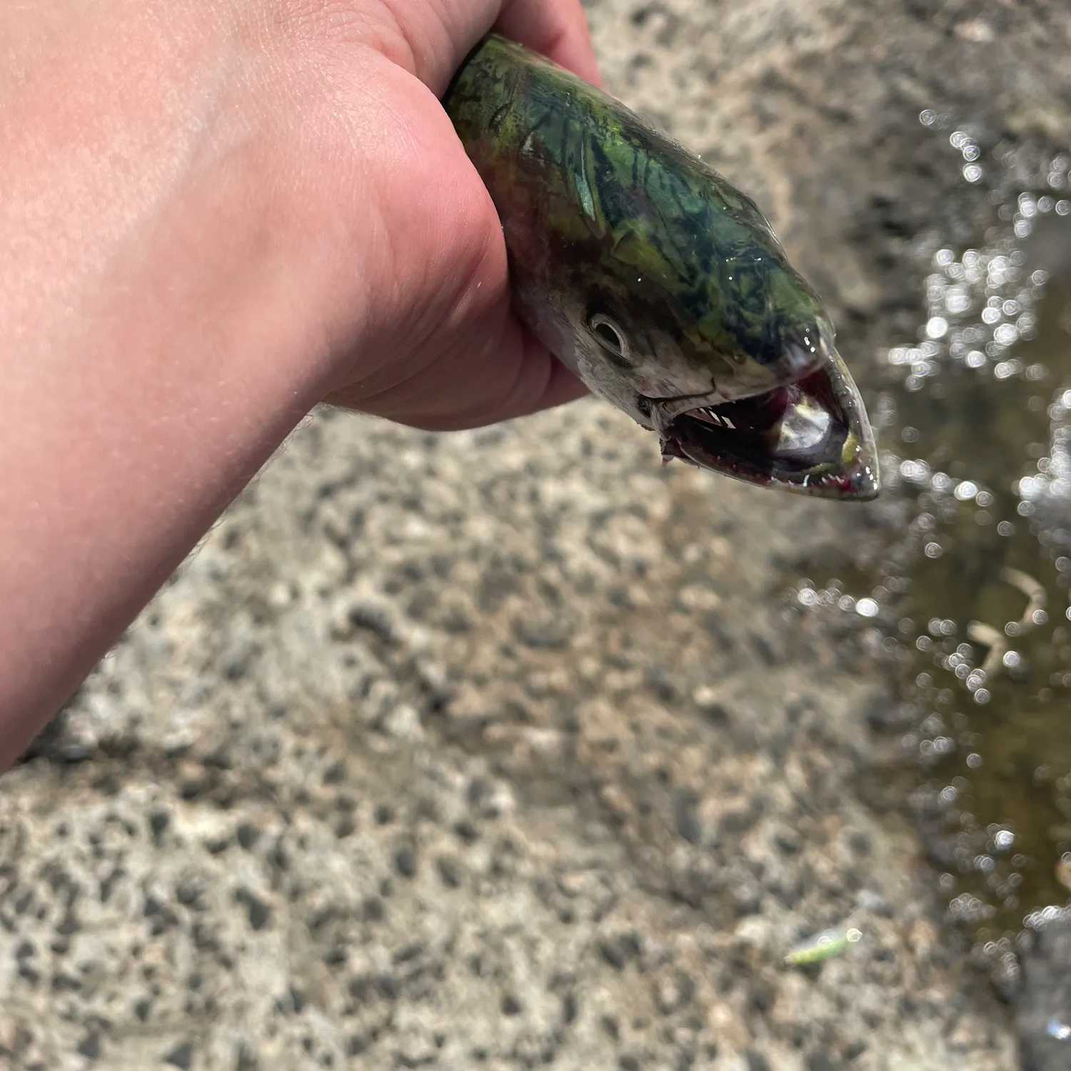 Atlantic bonito caught on Fishbrain