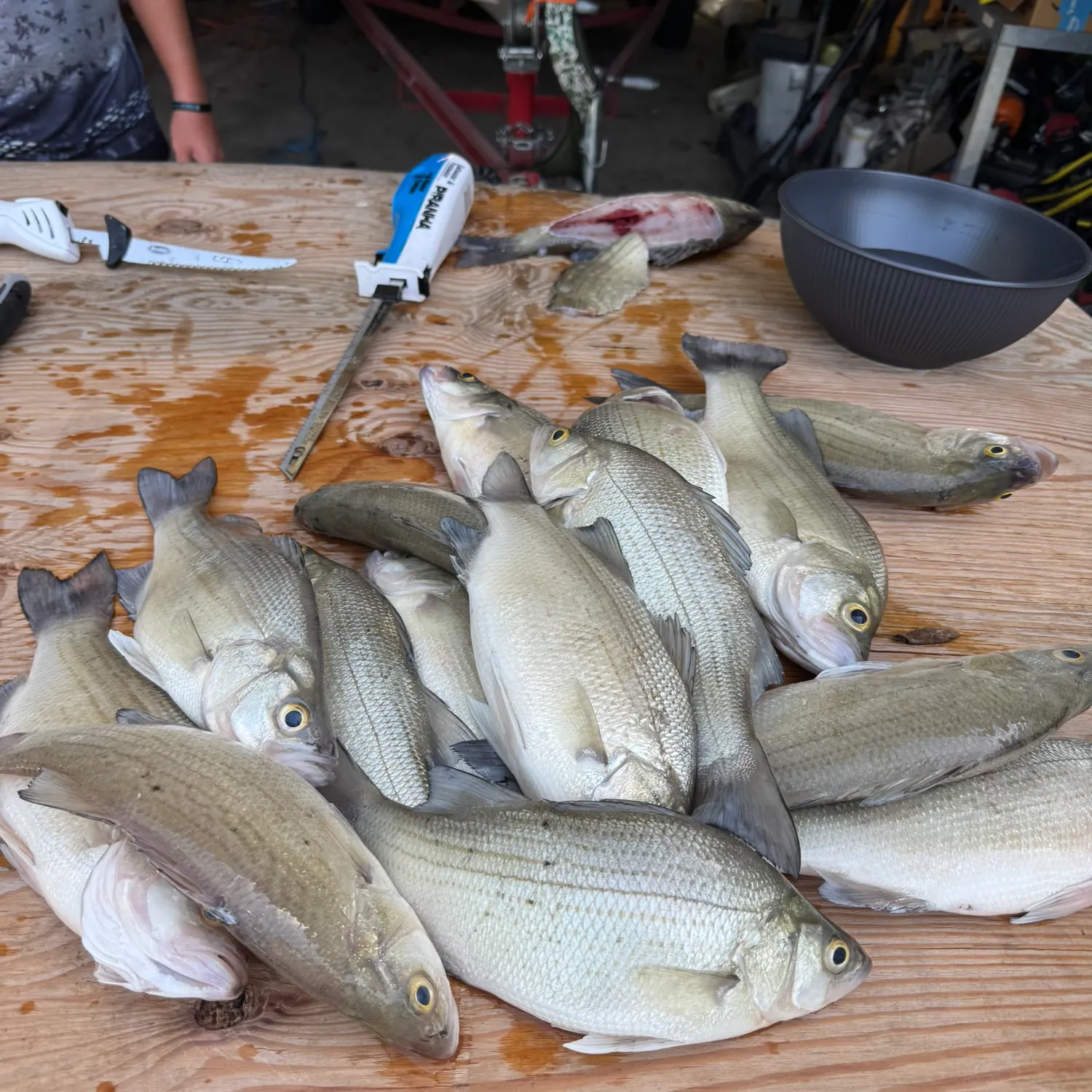 recently logged catches