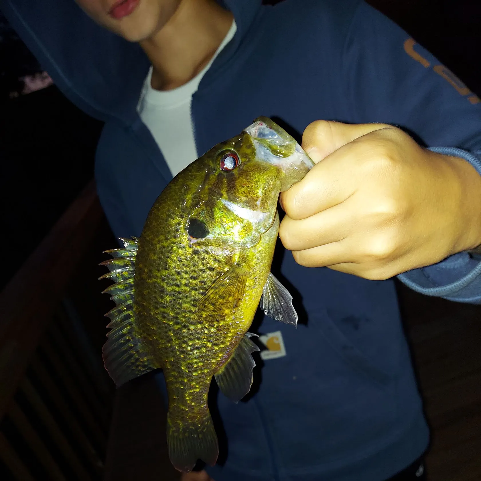 Warmouth caught on Fishbrain