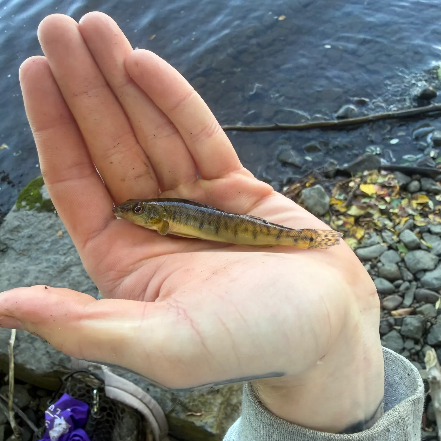The most recent Common logperch catches on Fishbrain